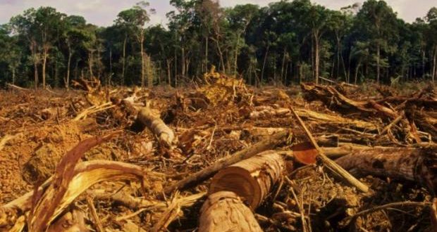 Il Brasile svende l’Amazzonia, un vero e proprio attentato all’umanità